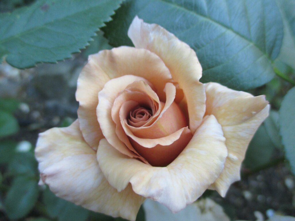 Edelrose Julia's Rose
